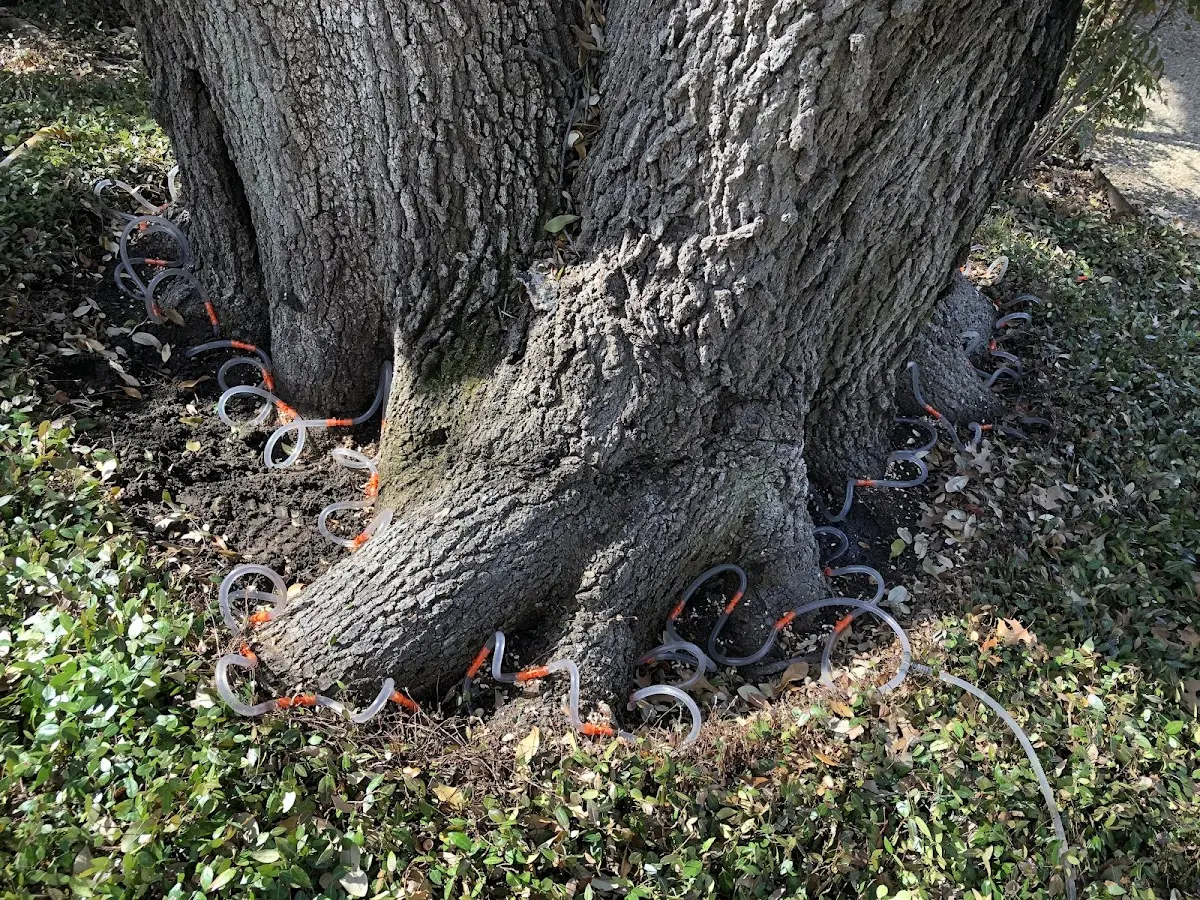 Detailed Tree Cabling and Bracing job site in Mascoutah